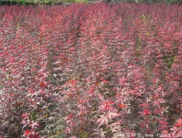 <a href='http://www.njszjj.com/linmuzhongzi/1726.html' target='_blank'>日本紅楓</a><a href='http://www.njszjj.com/' target='_blank'>種子</a>