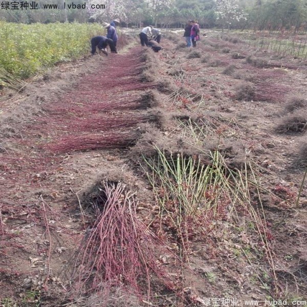 日本<a href='http://www.njszjj.com/linmuzhongzi/1706.html' target='_blank'>紅楓種子</a>