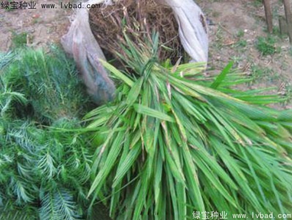 <a href='http://www.njszjj.com/linmuzhongzi/1727.html' target='_blank'>棕櫚種子</a>