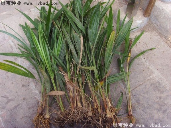 <a href='http://www.njszjj.com/linmuzhongzi/1727.html' target='_blank'>棕櫚種子</a>