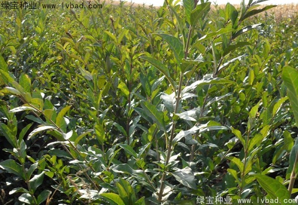 <a href='http://www.njszjj.com/linmuzhongzi/1728.html' target='_blank'>水臘</a>