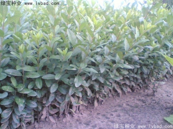 水臘<a href='http://www.njszjj.com/' target='_blank'>種子</a>