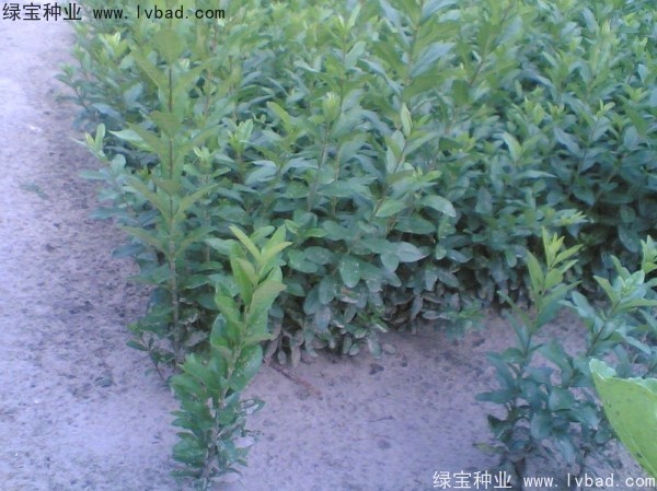 <a href='http://www.njszjj.com/linmuzhongzi/1728.html' target='_blank'>水臘種子</a>