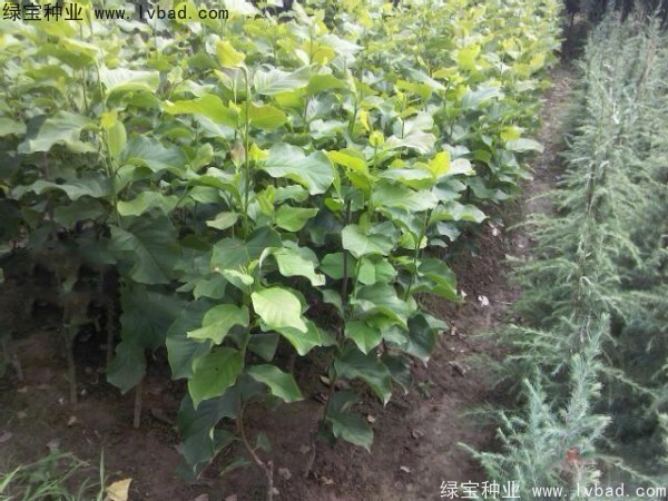 <a href='http://www.njszjj.com/linmuzhongzi/1729.html' target='_blank'>紫玉蘭種子</a>