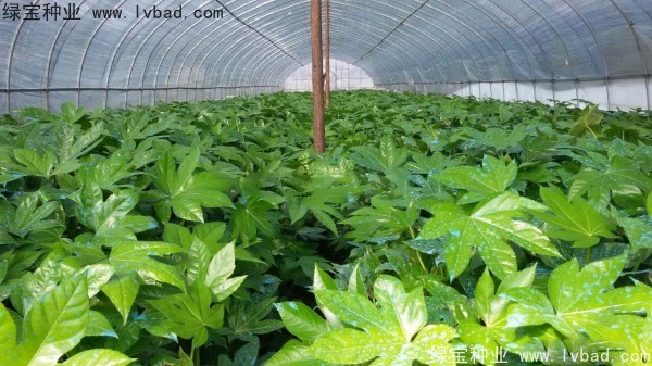 <a href='http://www.njszjj.com/linmuzhongzi/1730.html' target='_blank'>八角金盤種子</a>