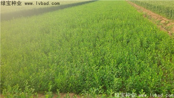<a href='http://www.njszjj.com/linmuzhongzi/1732.html' target='_blank'>水蠟種子</a>