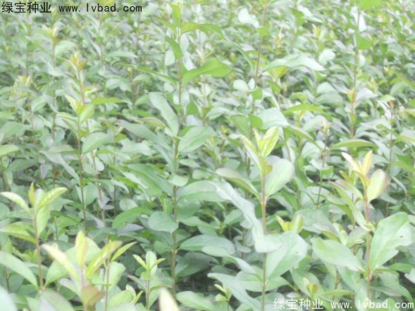 <a href='http://www.njszjj.com/linmuzhongzi/1732.html' target='_blank'>水蠟種子</a>