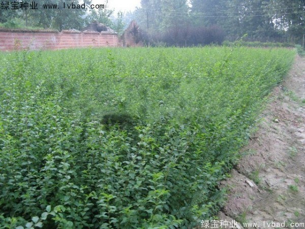 <a href='http://www.njszjj.com/linmuzhongzi/1732.html' target='_blank'>水蠟種子</a>