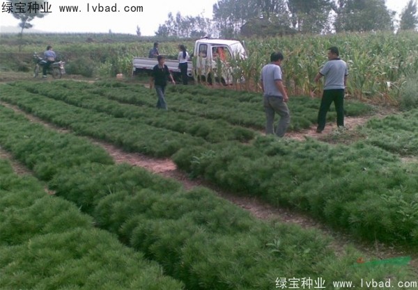 油松<a href='http://www.njszjj.com/' target='_blank'>種子</a>