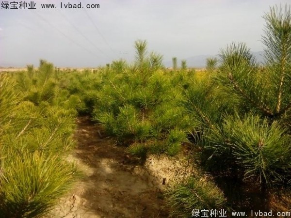 <a href='http://www.njszjj.com/linmuzhongzi/1733.html' target='_blank'>油松種子</a>
