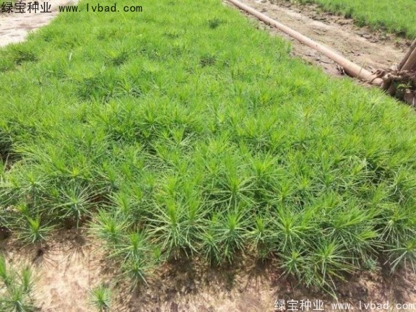 <a href='http://www.njszjj.com/linmuzhongzi/1733.html' target='_blank'>油松</a><a href='http://www.njszjj.com/' target='_blank'>種子</a>