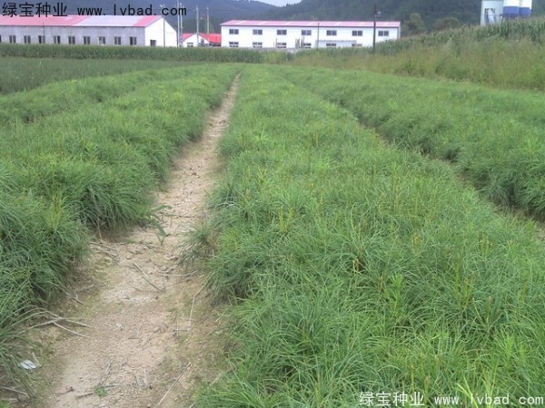 油松<a href='http://www.njszjj.com/' target='_blank'>種子</a>