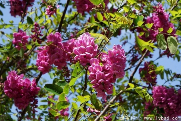 <a href='http://www.njszjj.com/yaocaizhongzi/2335.html' target='_blank'>紅花</a>槐<a href='http://www.njszjj.com/' target='_blank'>種子</a>