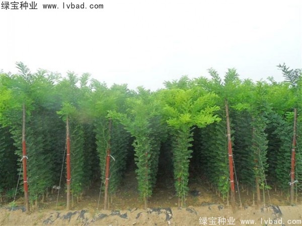 <a href='http://www.njszjj.com/linmuzhongzi/1734.html' target='_blank'>紅花槐種子</a>