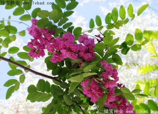 <a href='http://www.njszjj.com/linmuzhongzi/1734.html' target='_blank'>紅花槐</a><a href='http://www.njszjj.com/' target='_blank'>種子</a>