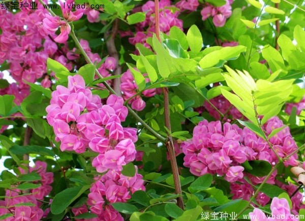 <a href='http://www.njszjj.com/linmuzhongzi/1734.html' target='_blank'>紅花槐</a>種子