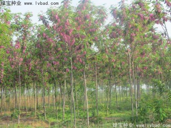 <a href='http://www.njszjj.com/yaocaizhongzi/2335.html' target='_blank'>紅花</a>槐種子