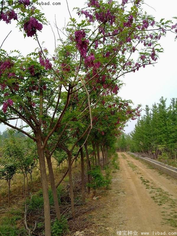 <a href='http://www.njszjj.com/linmuzhongzi/1734.html' target='_blank'>紅花槐種子</a>