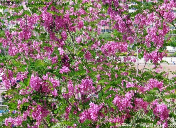 <a href='http://www.njszjj.com/yaocaizhongzi/2335.html' target='_blank'>紅花</a>槐<a href='http://www.njszjj.com/' target='_blank'>種子</a>