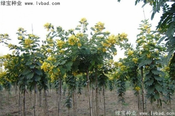 <a href='http://www.njszjj.com/linmuzhongzi/1735.html' target='_blank'>黃花槐種子</a>