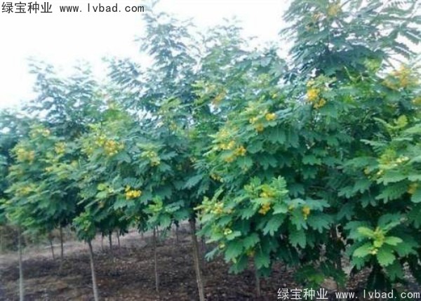 <a href='http://www.njszjj.com/linmuzhongzi/1735.html' target='_blank'>黃花槐種子</a>