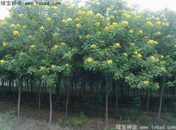 <a href='http://www.njszjj.com/linmuzhongzi/1735.html' target='_blank'>黃花槐種子</a>