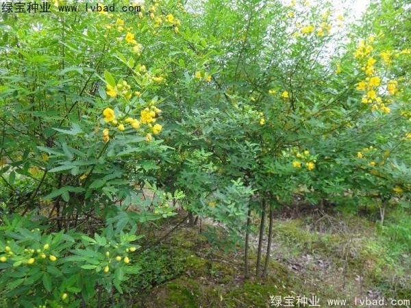 黃花槐<a href='http://www.njszjj.com/' target='_blank'>種子</a>
