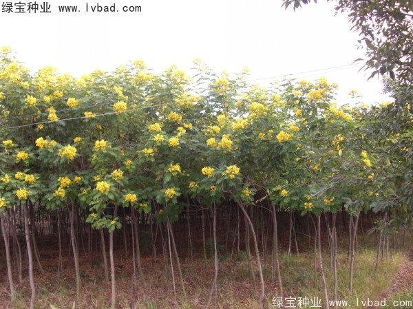 黃花槐<a href='http://www.njszjj.com/' target='_blank'>種子</a>