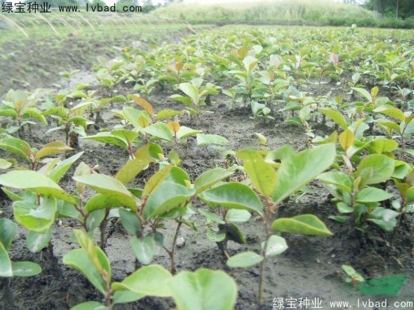 中華<a href='http://www.njszjj.com/linmuzhongzi/2255.html' target='_blank'>蚊母種子</a>