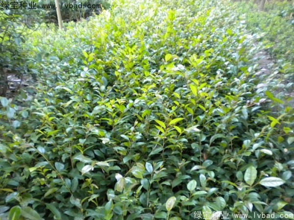 <a href='http://www.njszjj.com/linmuzhongzi/1736.html' target='_blank'>中華蚊母種子</a>