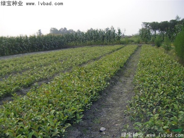 <a href='http://www.njszjj.com/linmuzhongzi/1736.html' target='_blank'>中華蚊母</a><a href='http://www.njszjj.com/' target='_blank'>種子</a>