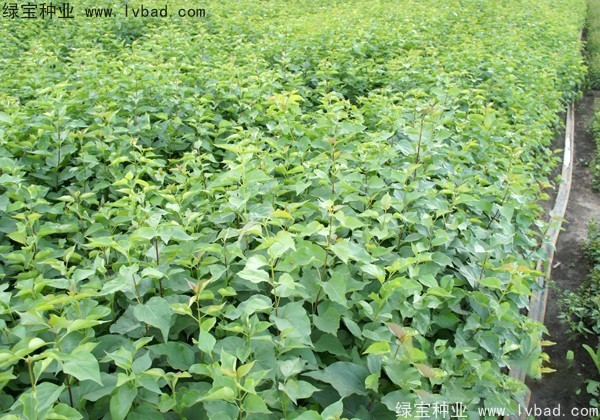 <a href='http://www.njszjj.com/linmuzhongzi/1737.html' target='_blank'>暴馬丁香</a><a href='http://www.njszjj.com/' target='_blank'>種子</a>