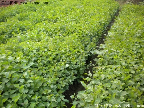 <a href='http://www.njszjj.com/linmuzhongzi/1737.html' target='_blank'>暴馬丁香種子</a>