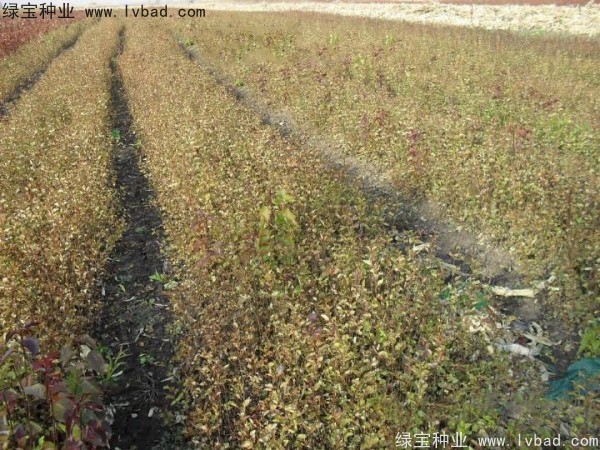 <a href='http://www.njszjj.com/linmuzhongzi/1737.html' target='_blank'>暴馬丁香種子</a>