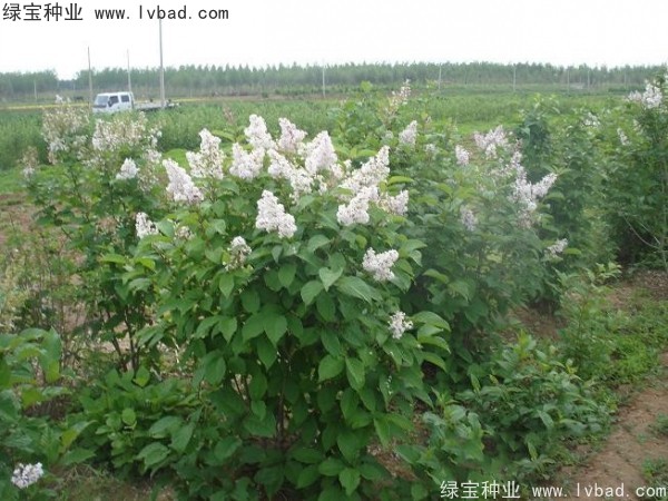 暴馬<a href='http://www.njszjj.com/linmuzhongzi/1713.html' target='_blank'>丁香種子</a>