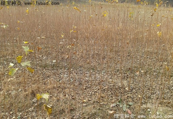 白樺種子 白樺種子