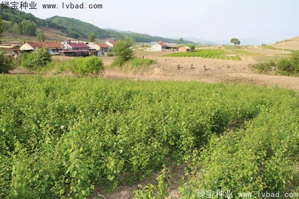 白樺種子 白樺種子