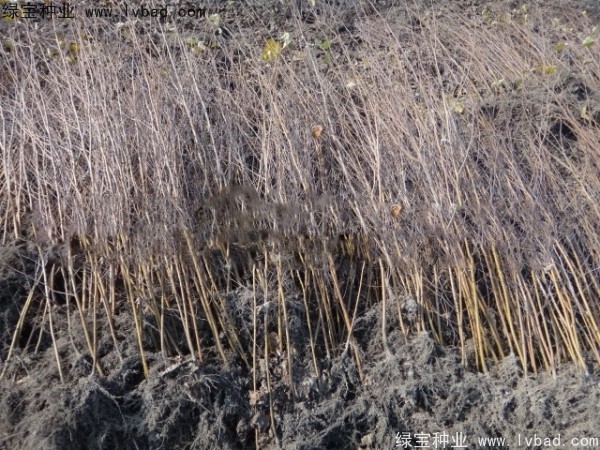 白樺<a href='http://www.njszjj.com/' target='_blank'>種子</a> 白樺種子