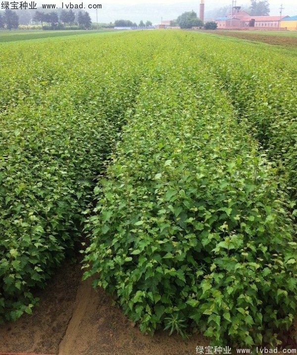 白樺<a href='http://www.njszjj.com/' target='_blank'>種子</a> 白樺<a href='http://www.njszjj.com/' target='_blank'>種子</a>