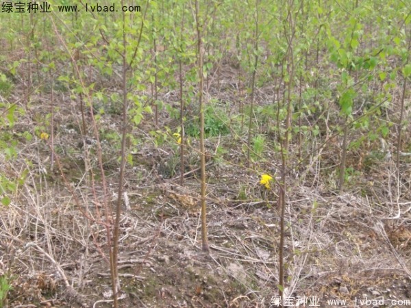 白樺種子 白樺種子