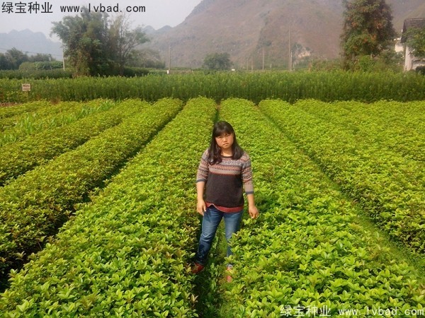 白樺種子 白樺種子