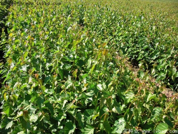 白樺種子 白樺種子