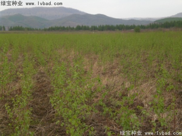 白樺<a href='http://www.njszjj.com/' target='_blank'>種子</a> 白樺<a href='http://www.njszjj.com/' target='_blank'>種子</a>