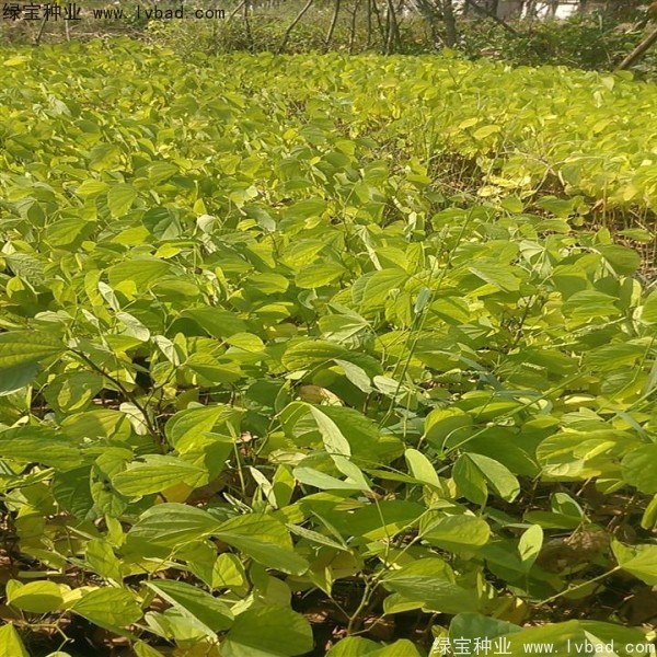 羊蹄甲<a href='http://www.njszjj.com/' target='_blank'>種子</a>
