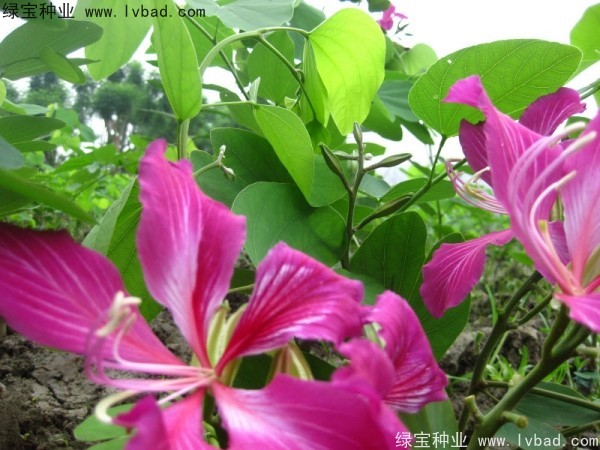 <a href='http://www.njszjj.com/linmuzhongzi/1739.html' target='_blank'>羊蹄甲種子</a>