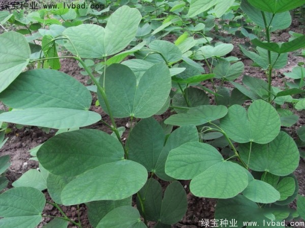 <a href='http://www.njszjj.com/linmuzhongzi/1739.html' target='_blank'>羊蹄甲</a><a href='http://www.njszjj.com/' target='_blank'>種子</a>