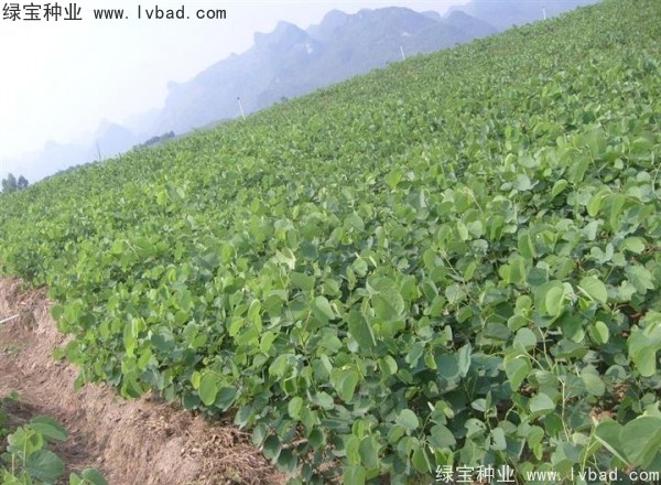 <a href='http://www.njszjj.com/linmuzhongzi/1739.html' target='_blank'>羊蹄甲種子</a>