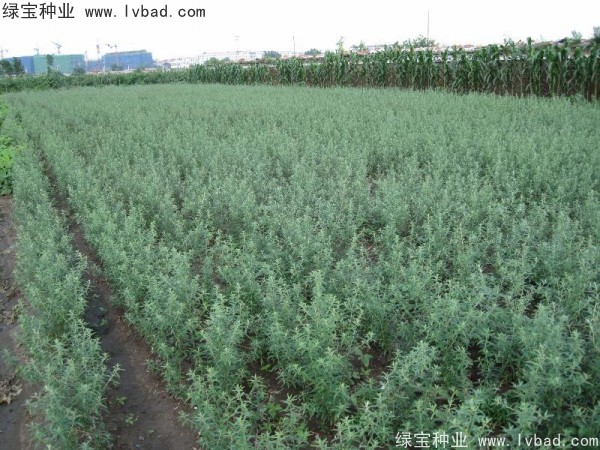 <a href='http://www.njszjj.com/linmuzhongzi/1740.html' target='_blank'>沙棘種子</a>