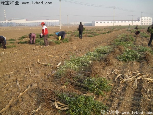 沙棘<a href='http://www.njszjj.com/' target='_blank'>種子</a>