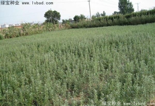 沙棘<a href='http://www.njszjj.com/' target='_blank'>種子</a>